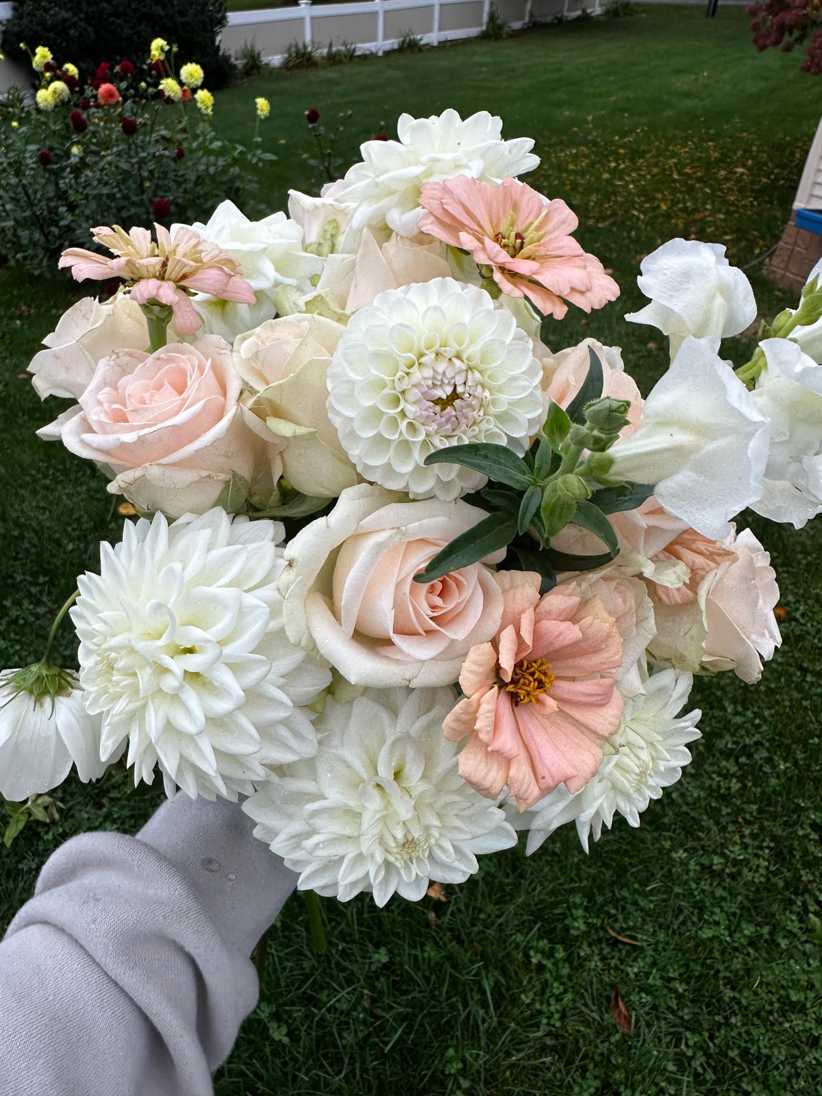 Blizzard Dahlia Tuber