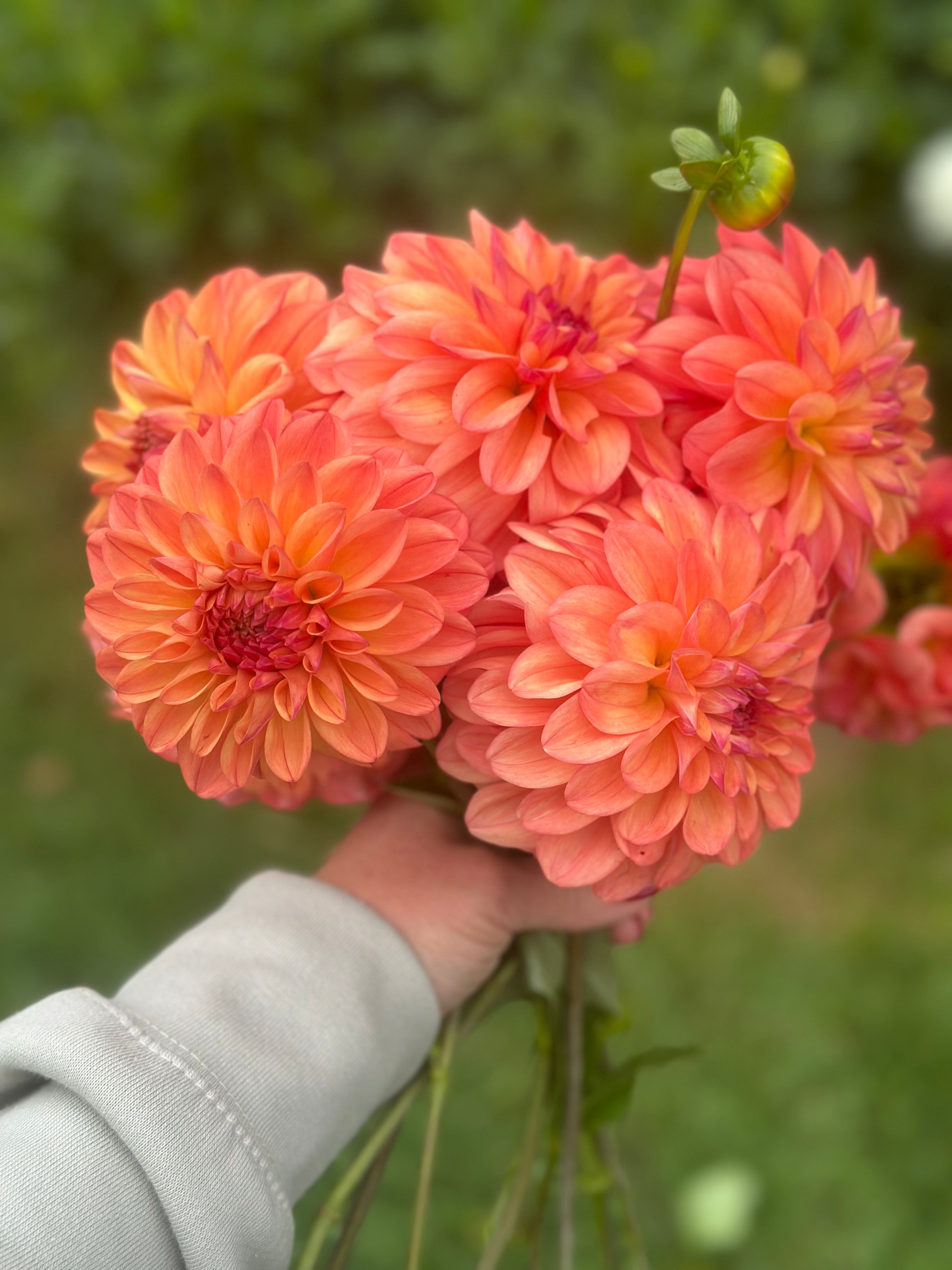 Robann Butterscotch Dahlia Tuber