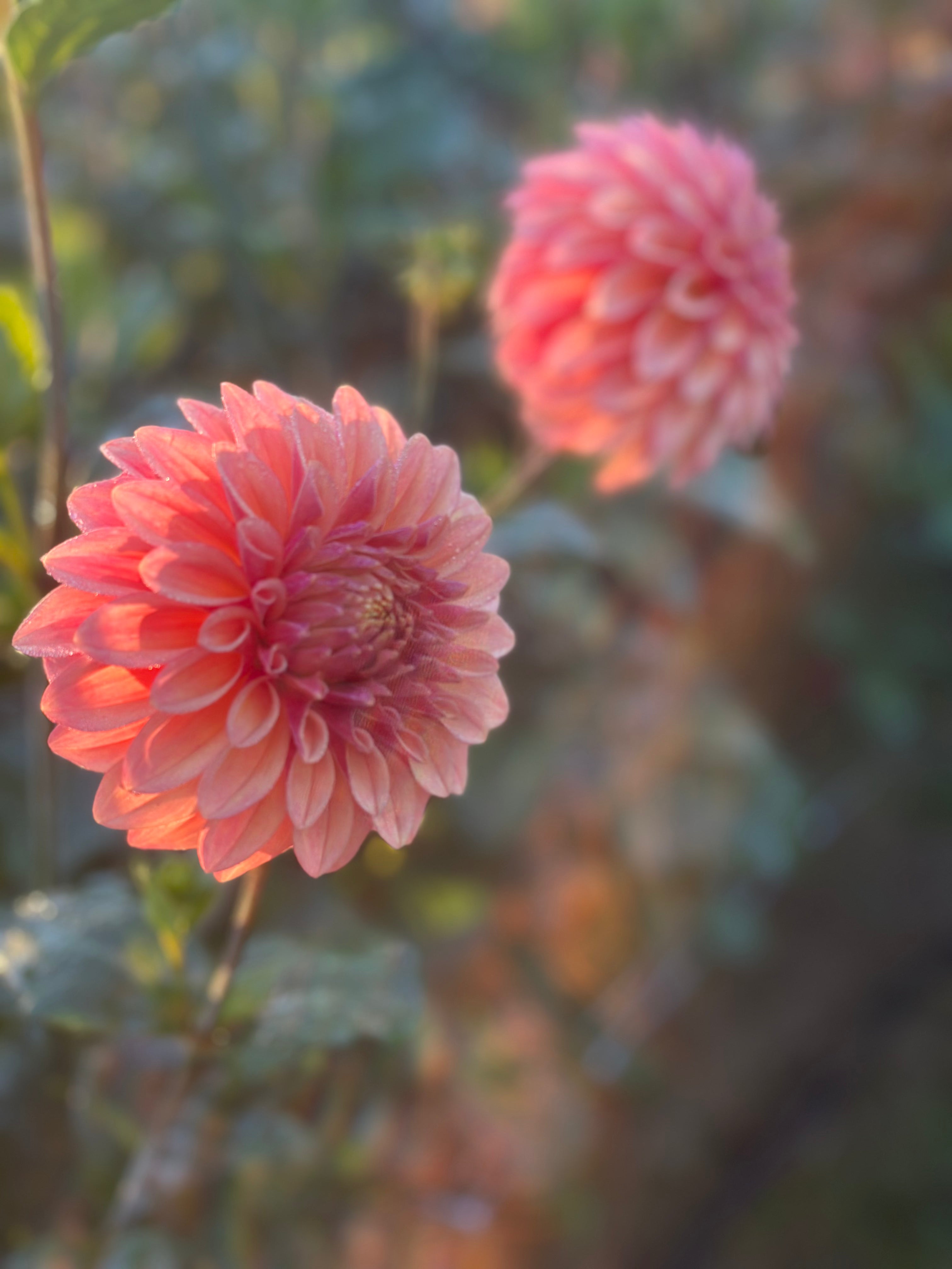 Robann Butterscotch Dahlia Tuber