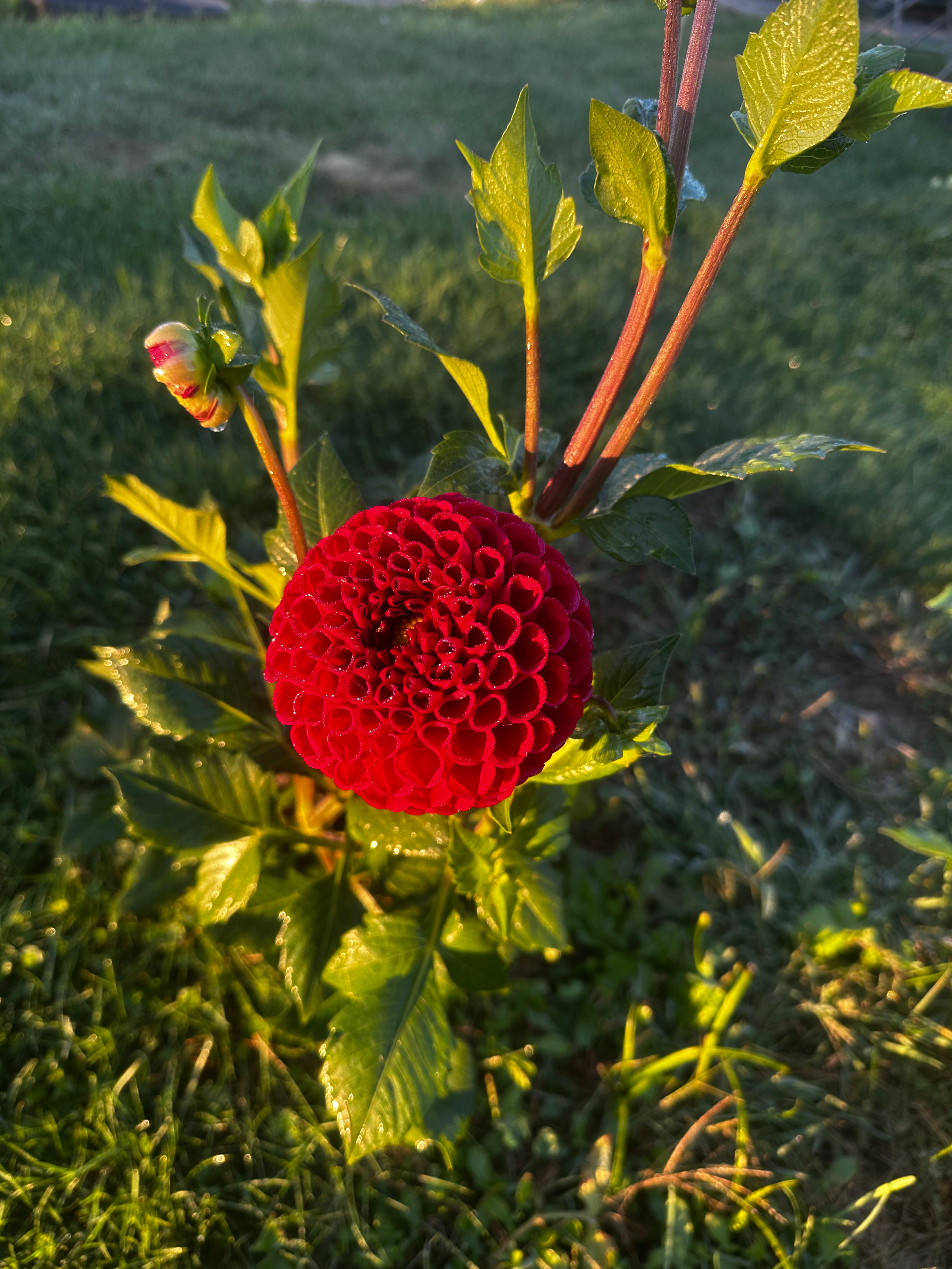 Cornel Dahlia Tuber