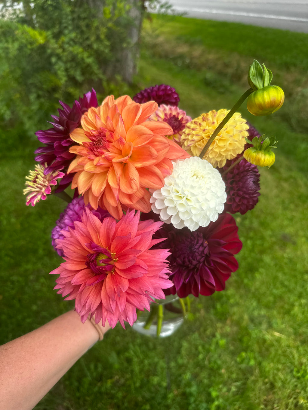 The Dahlia Workhorse Collection | 5 Tuber Pack 🌸