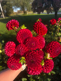Cornel Dahlia Tuber