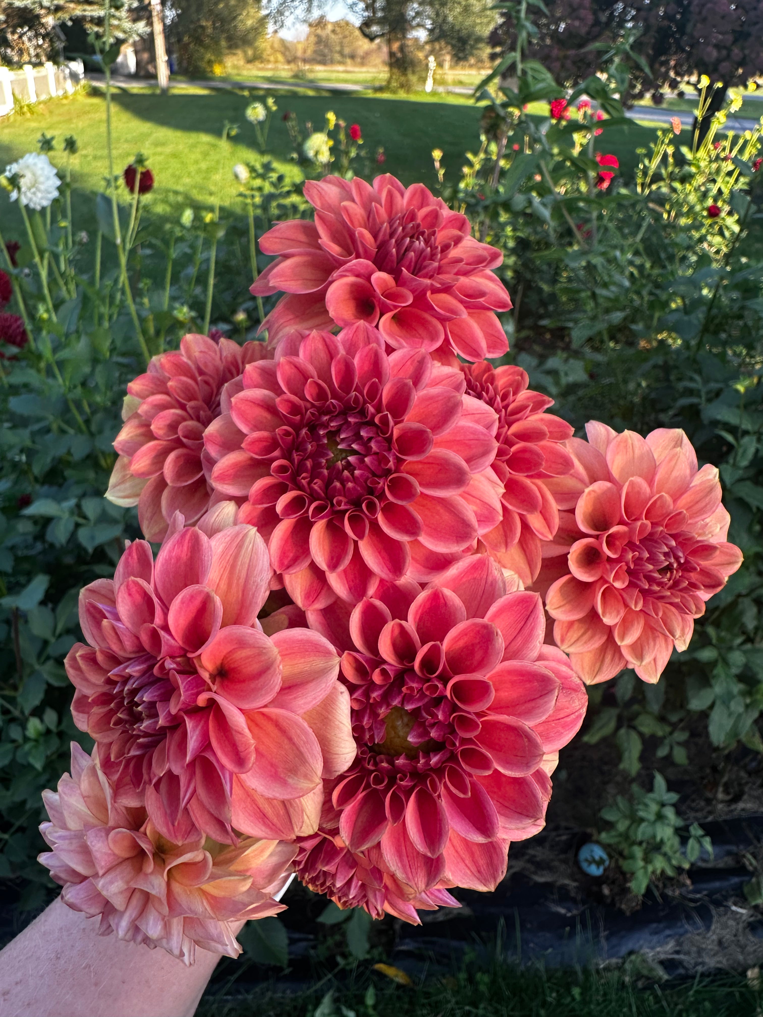 The Dahlia Workhorse Collection | 5 Tuber Pack 🌸