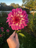 Colorado Classic Dahlia Tuber