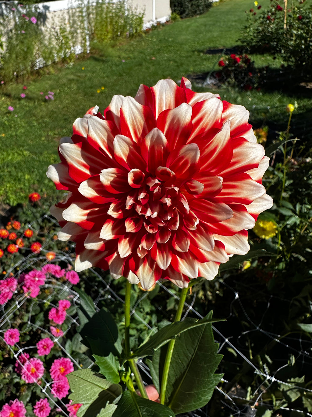 Myrtle's Brandy Dahlia Tuber