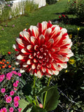 Myrtle's Brandy Dahlia Tuber