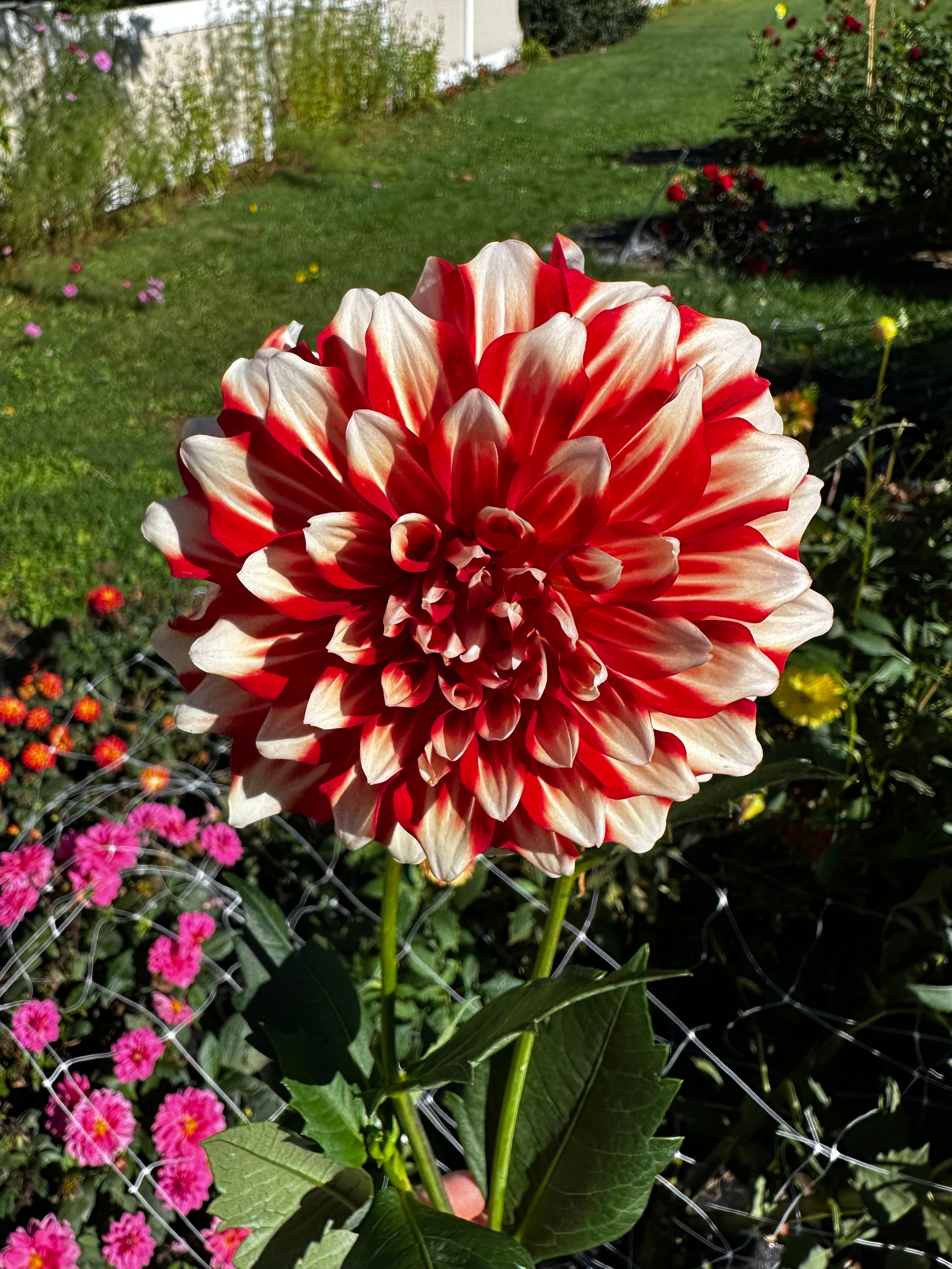 Myrtle's Brandy Dahlia Tuber