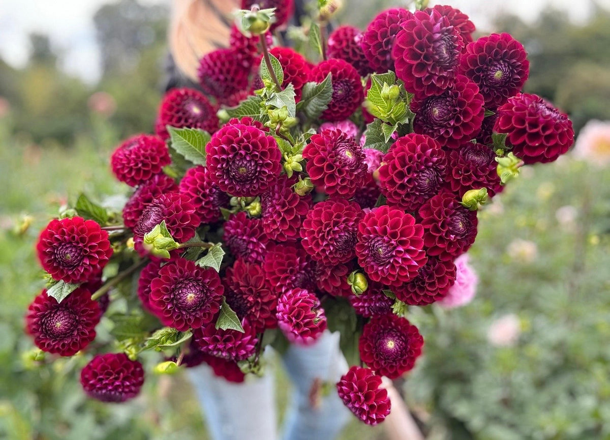Ivanetti Dahlia Tuber