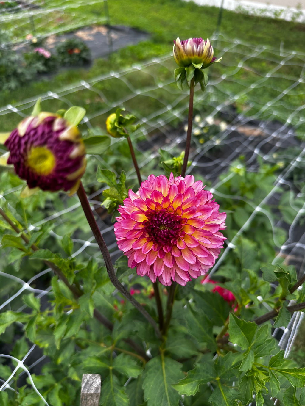 Foxy Lady Dahlia Tuber