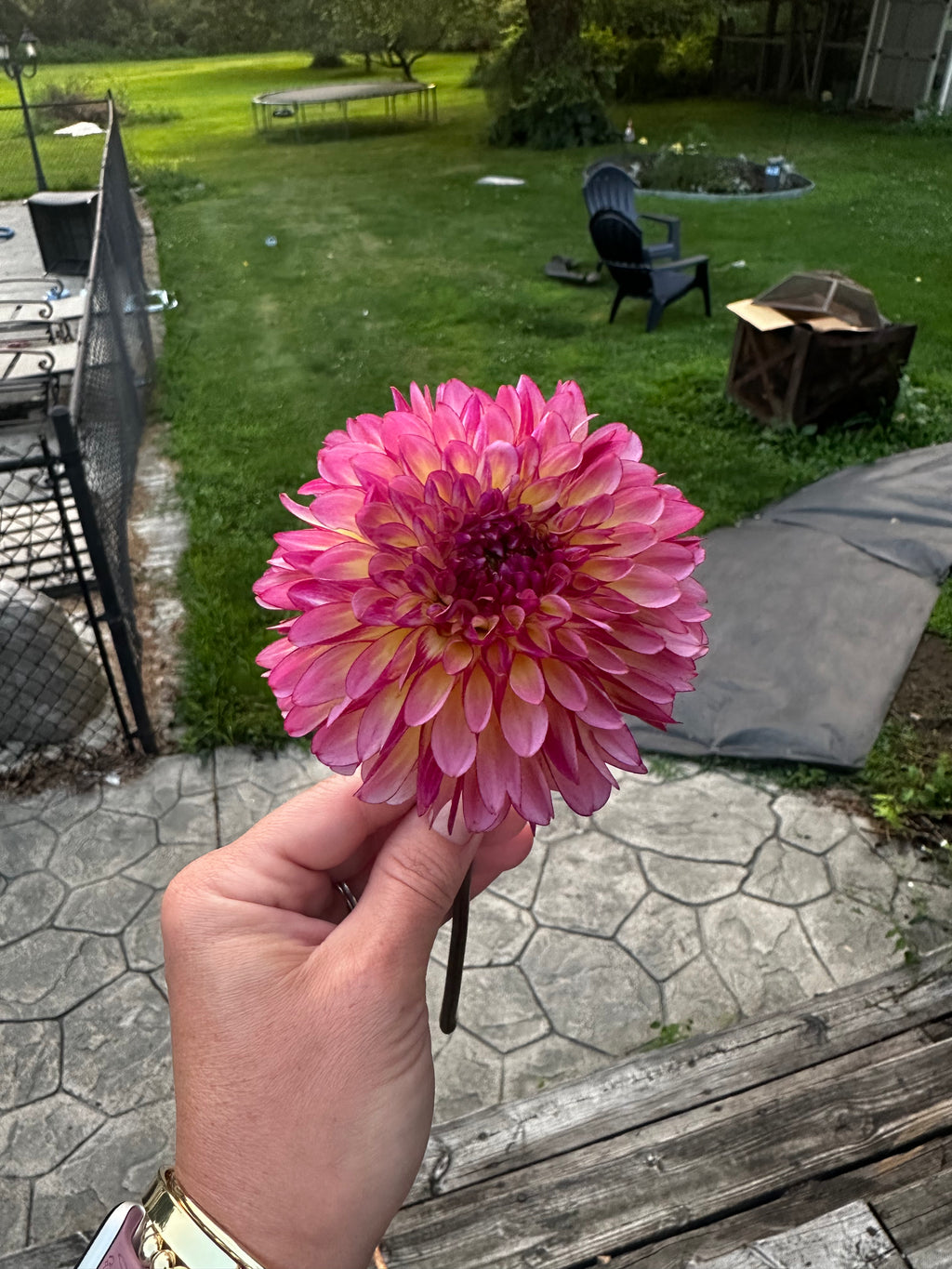 Foxy Lady Dahlia Tuber