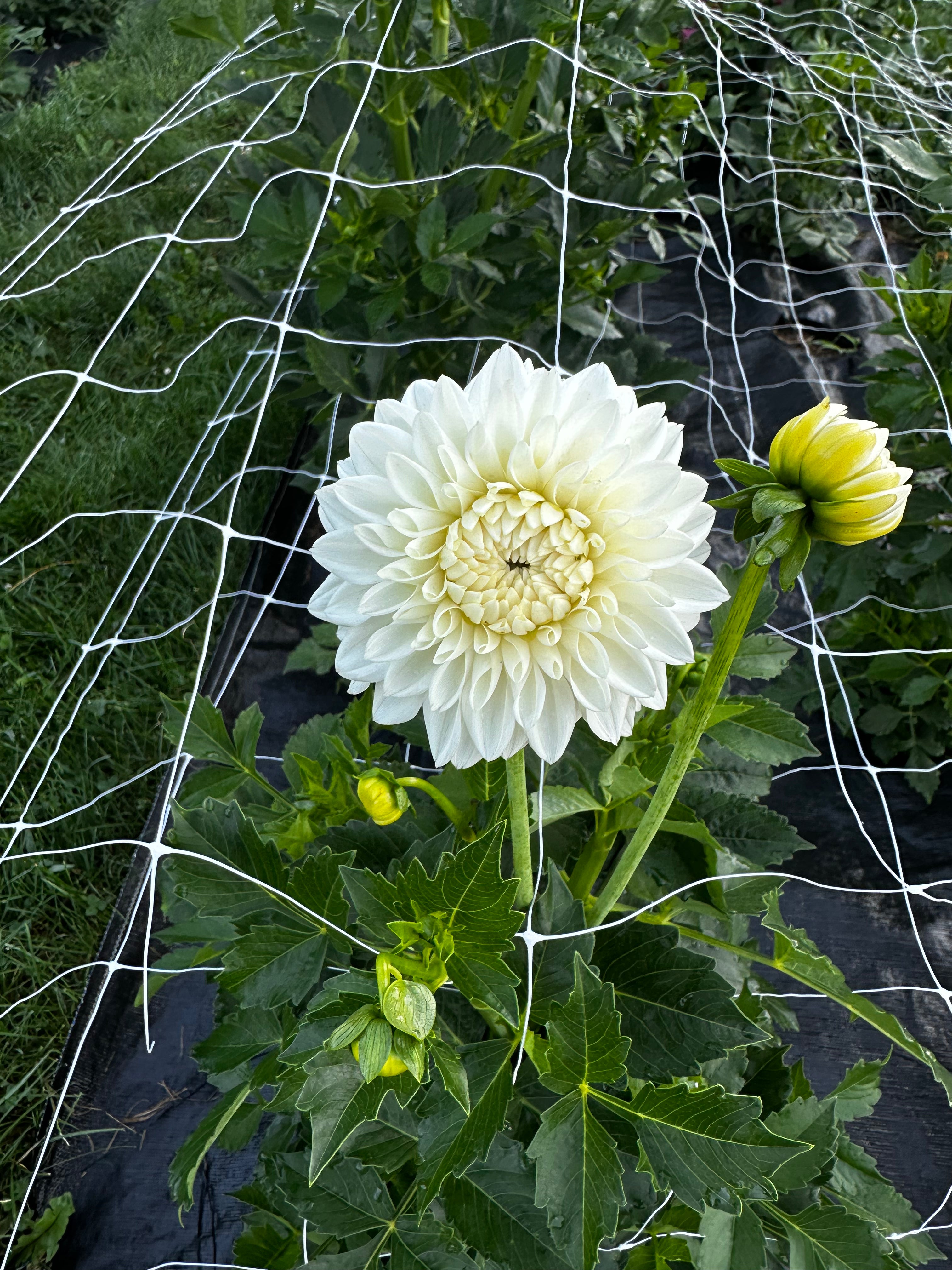 Blizzard Dahlia Tuber
