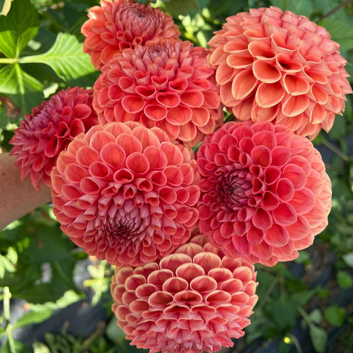 The Dahlia Workhorse Collection | 5 Tuber Pack 🌸
