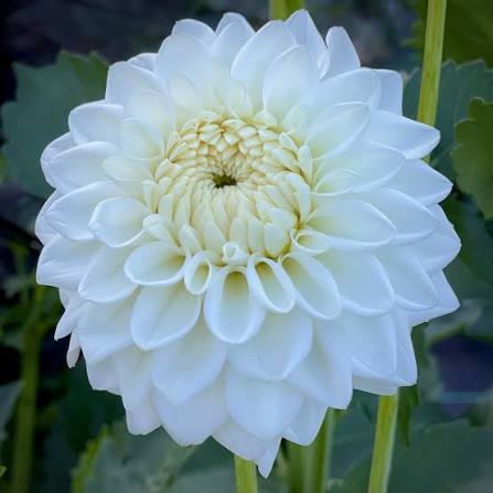 Blizzard Dahlia Tuber